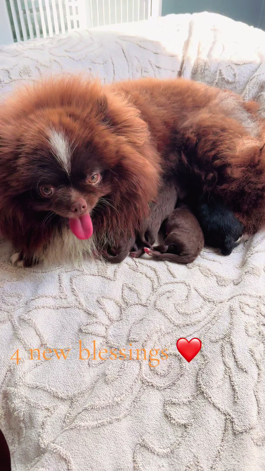@Fingerlakes Pomeranians