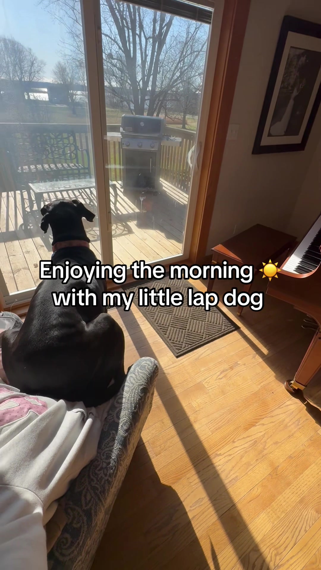 @jewelsthegreatdane