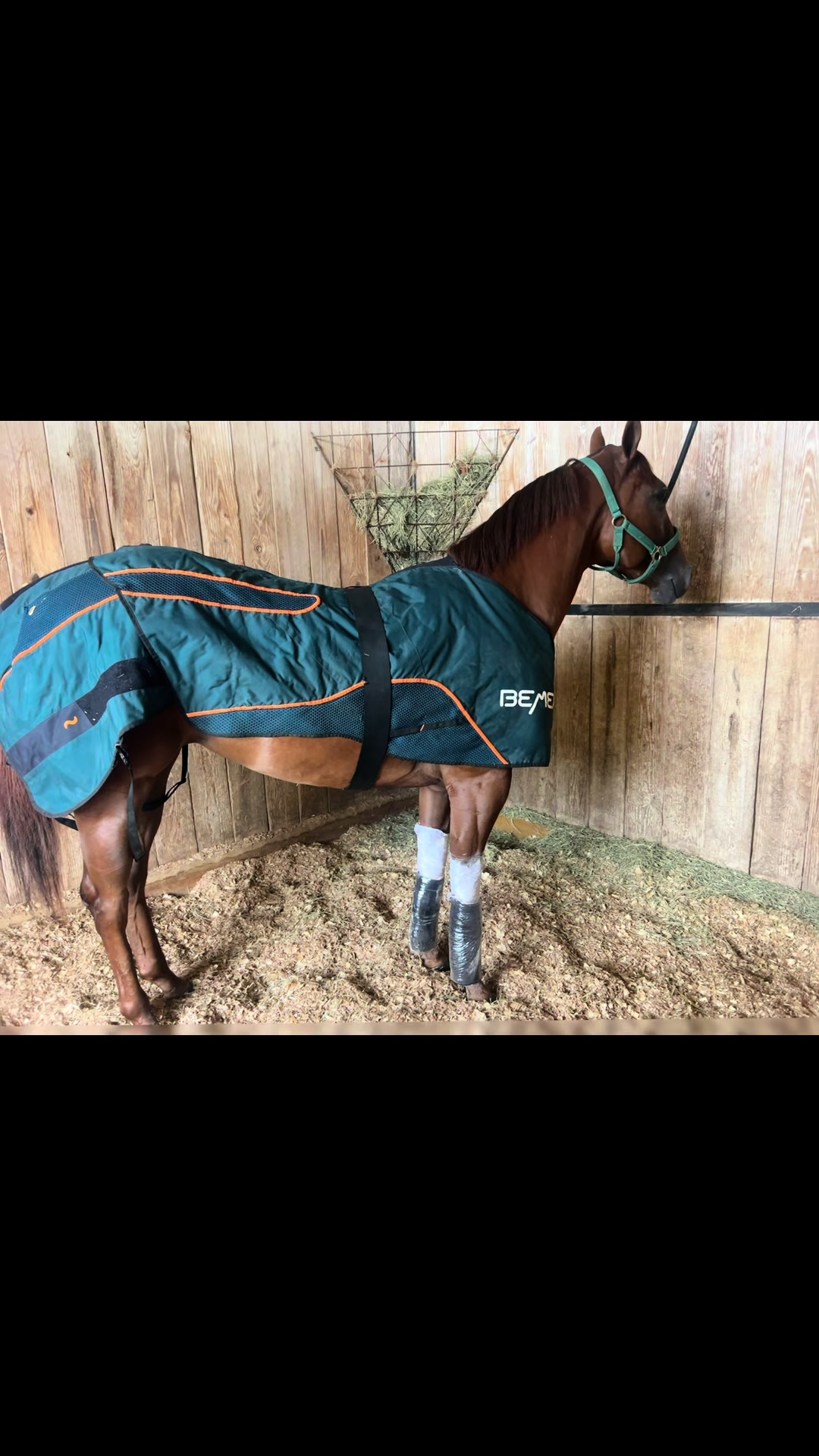@JM Performance Horses