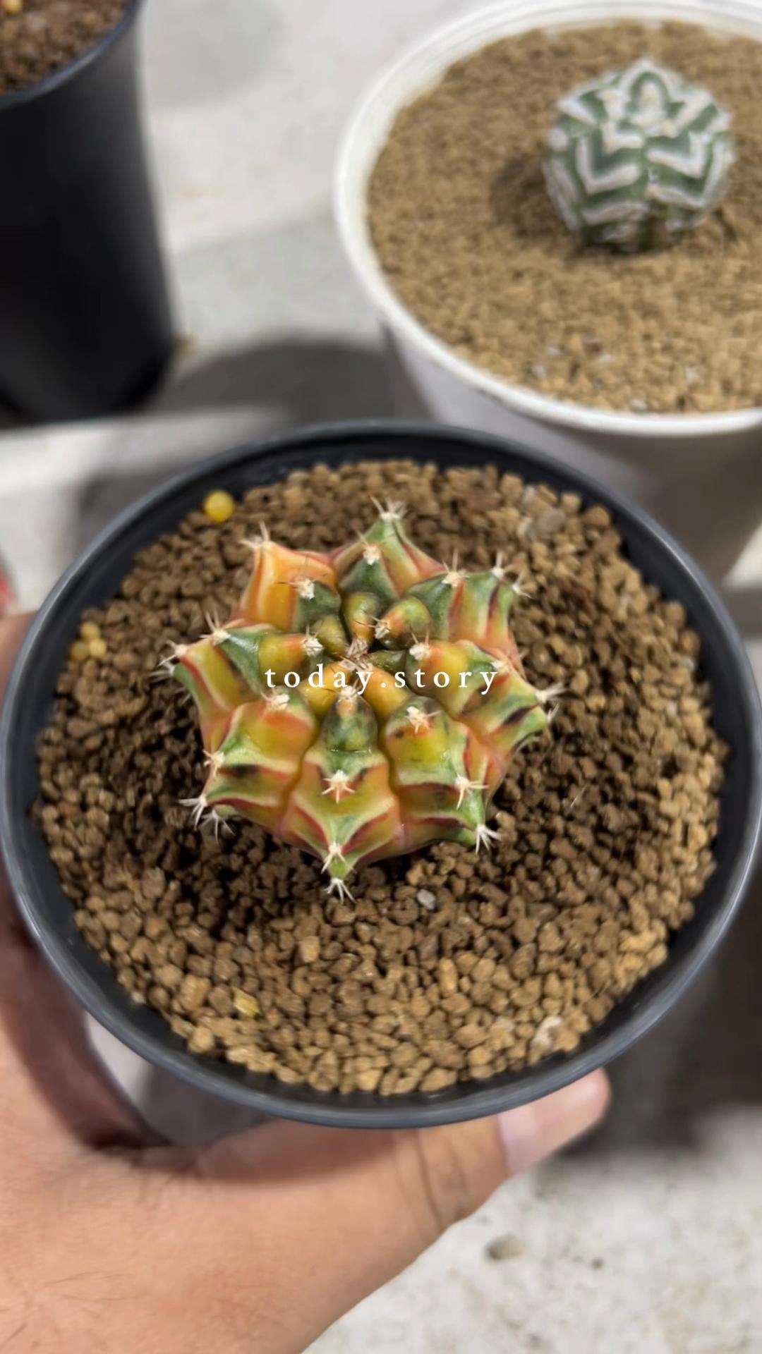 @Cactus คนมันยอง🌵