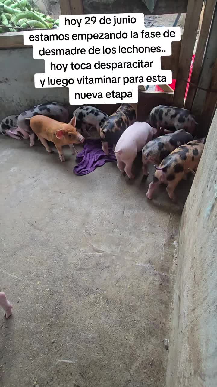 @ELDER VILLA CASTILLO