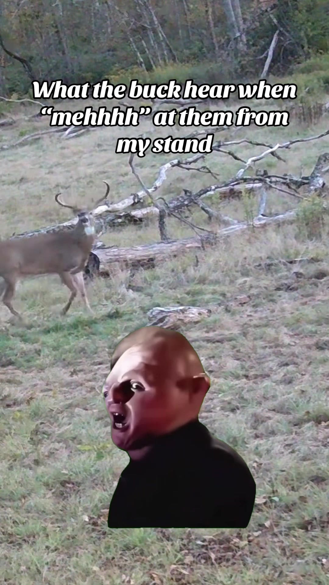 @Lilwolf