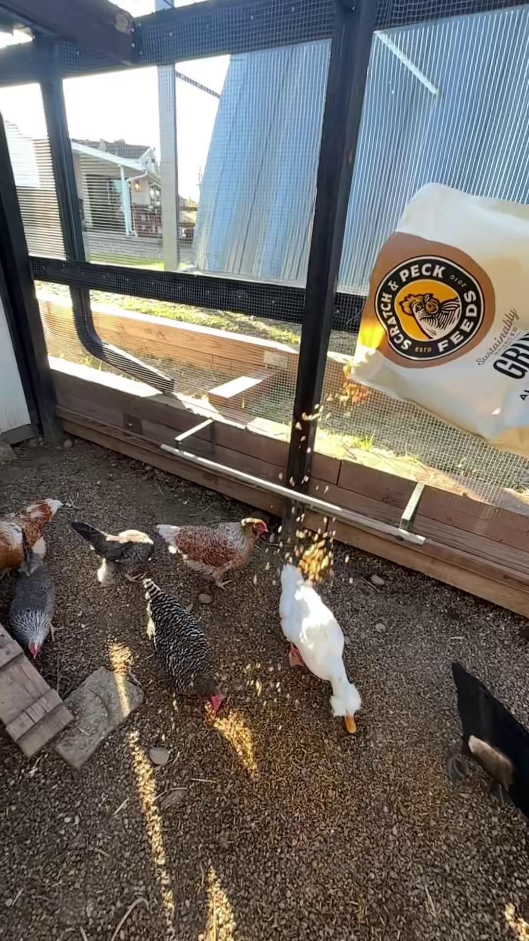 @Scratch and Peck Feeds