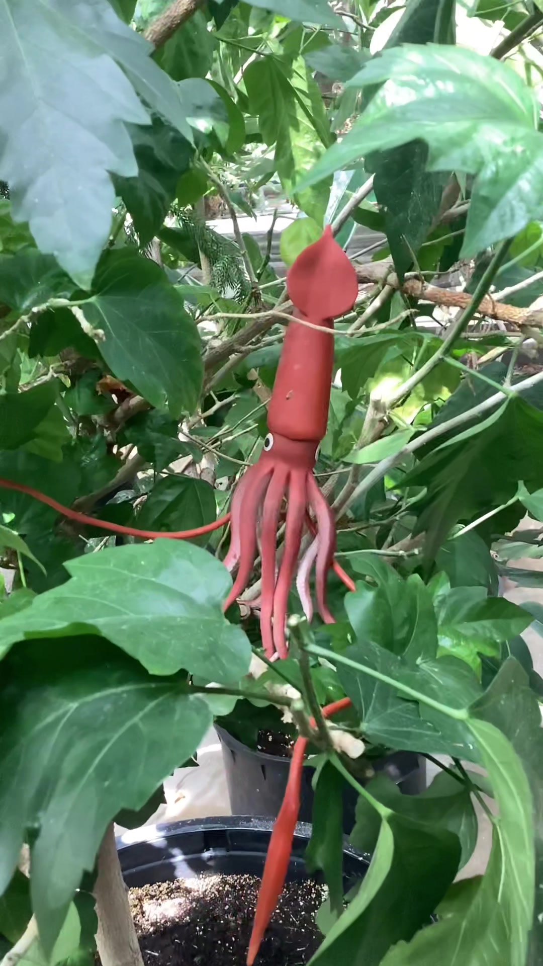 @bsu greenhouse