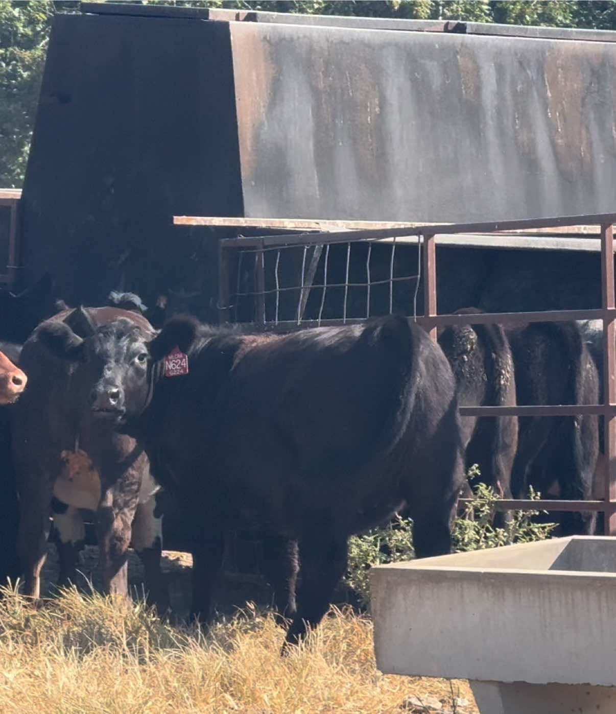 @Massey Land & Cattle
