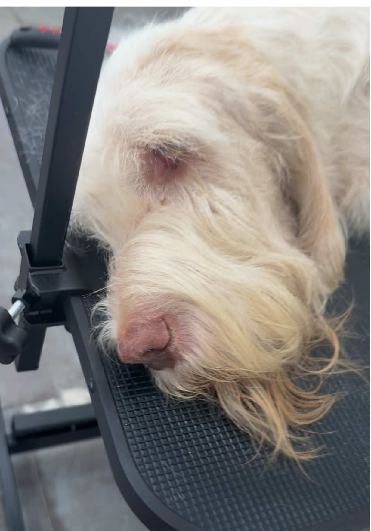 @Julia_theGroomer