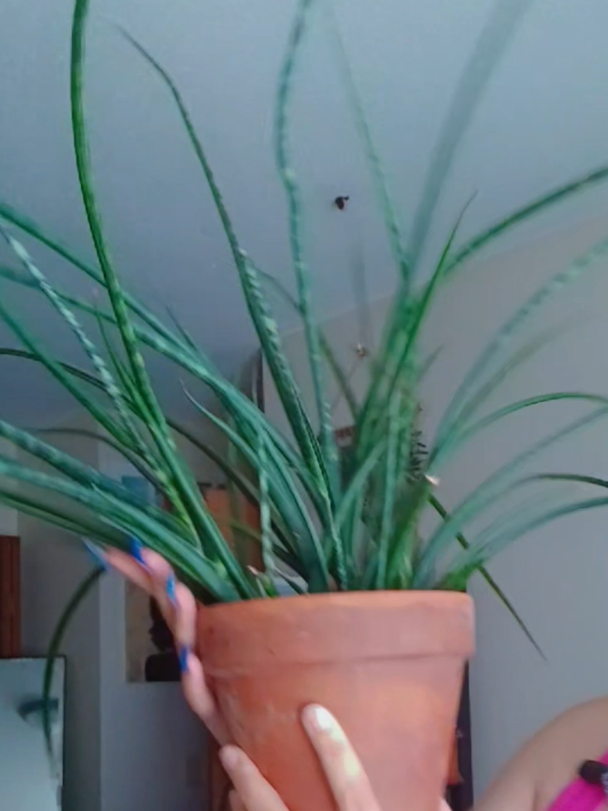 @Alicia ✨️🌱🐛