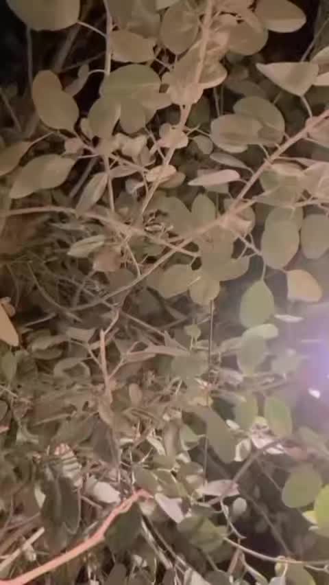 @🌙 𓆩 𝐇𝐚𝐬𝐮 𓆪 🤍