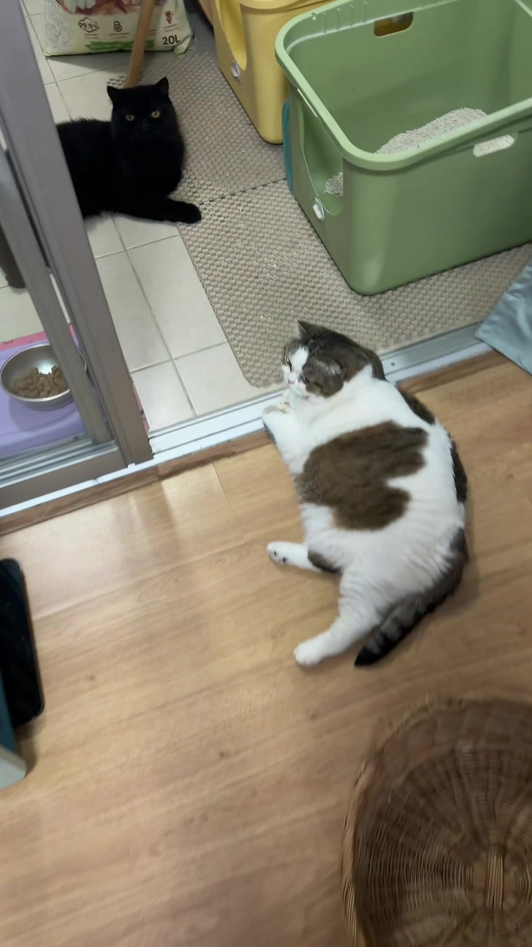 @Ramita 🐱