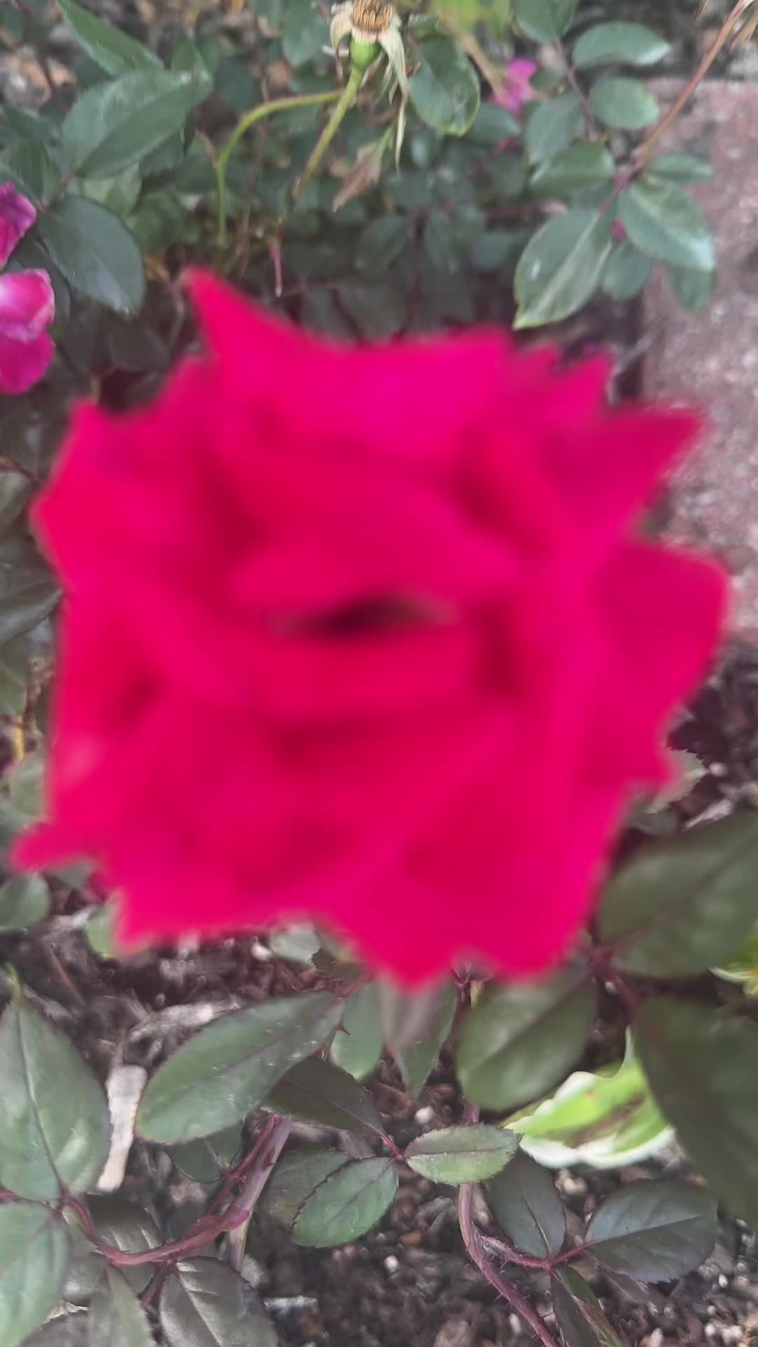 @munabastola18