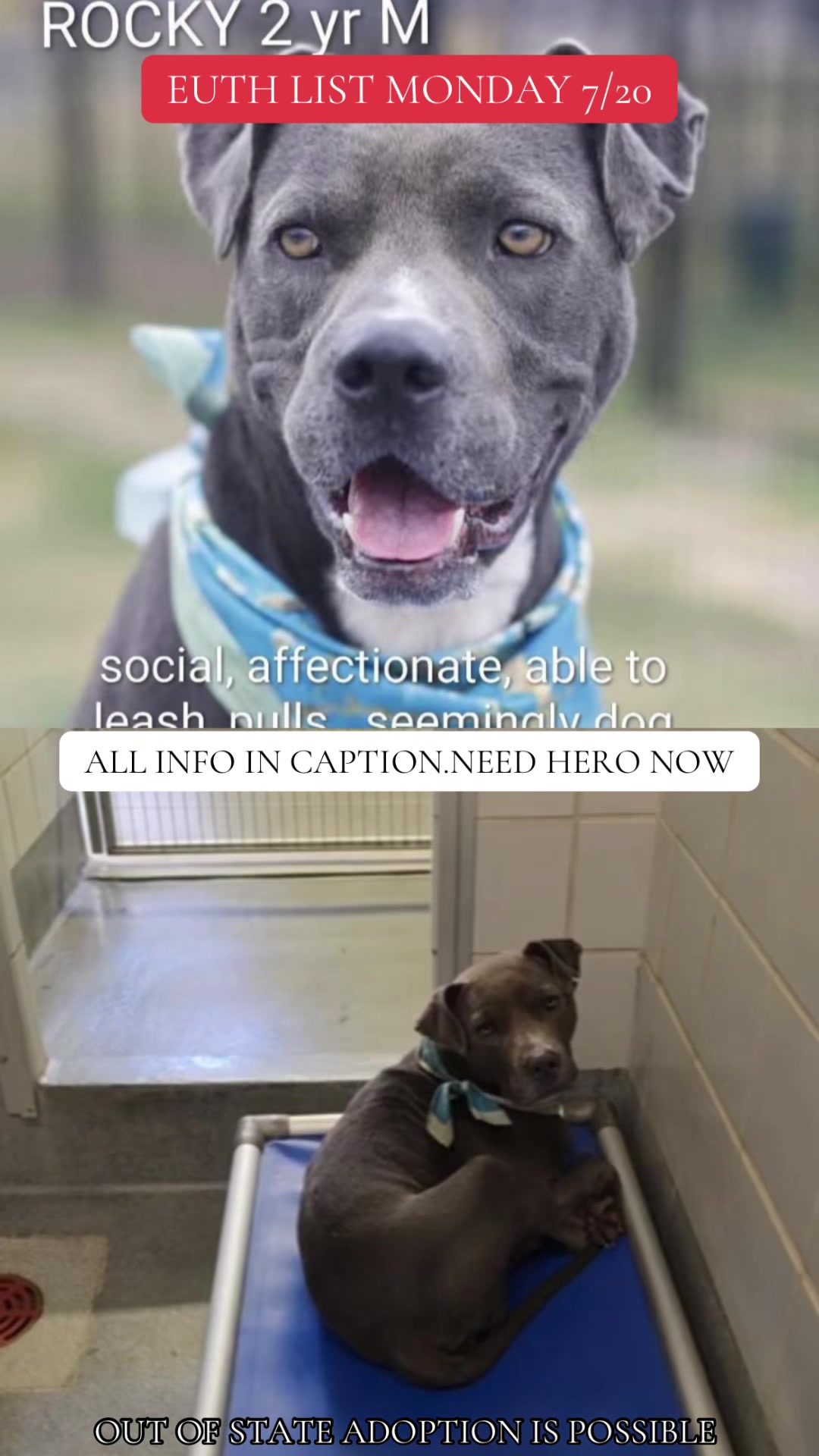 @@rescuedogs911