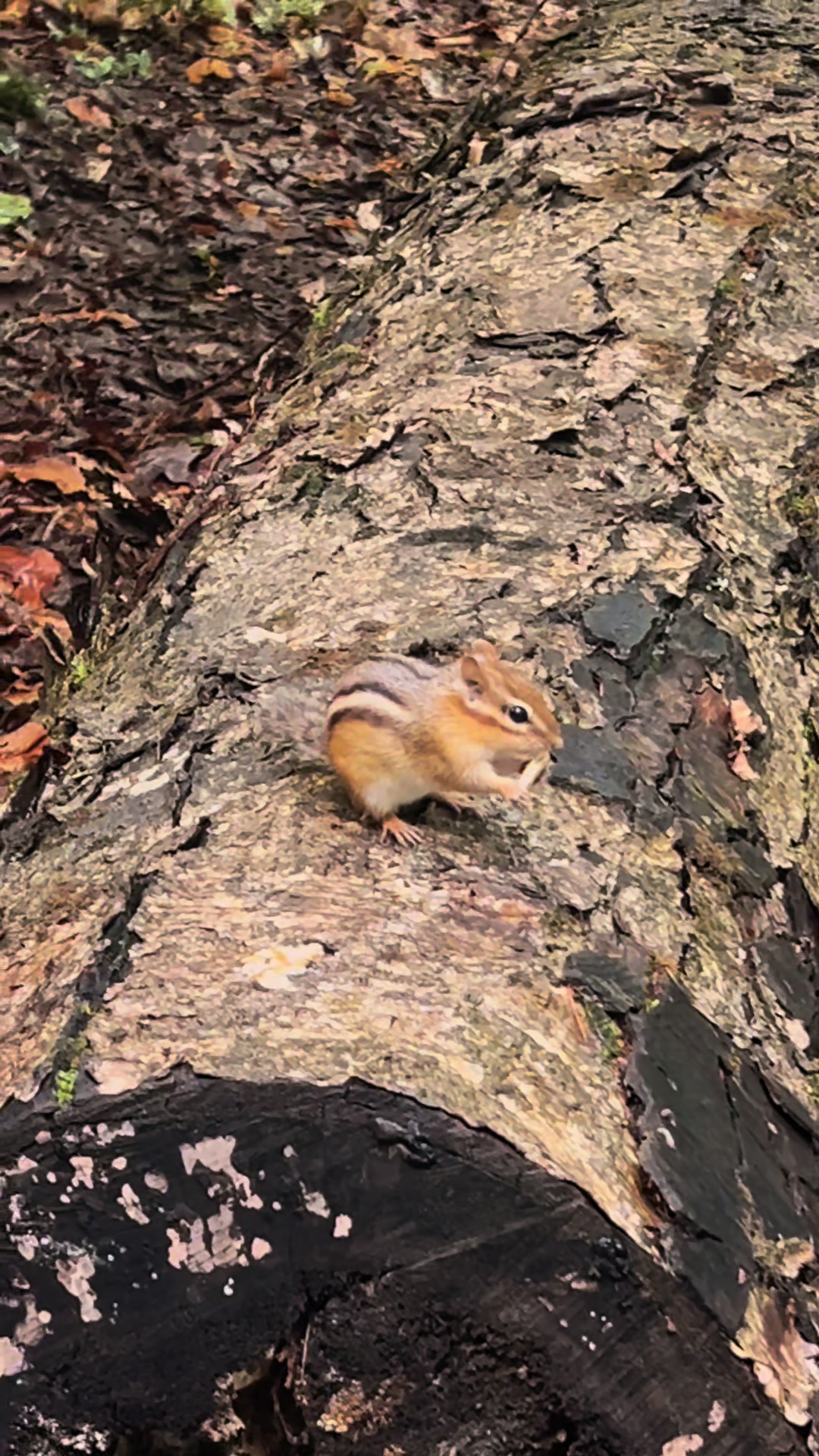 @Nature..Hiking..Photography