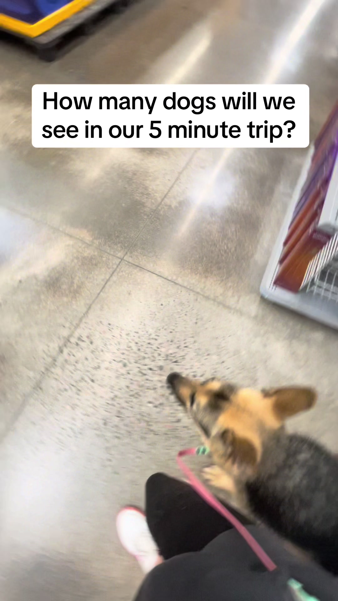 @duchesstheworkingdog