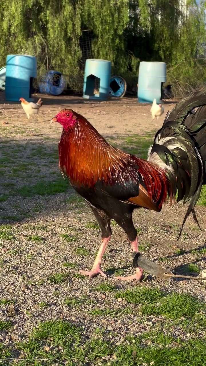 @Los Gallos Más Finos
