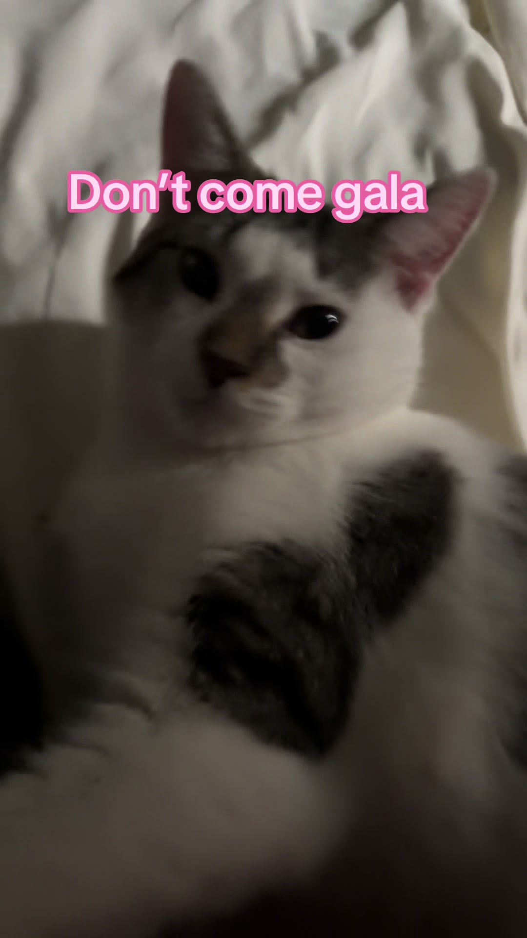 @Kovu&rsquo;s Kitties