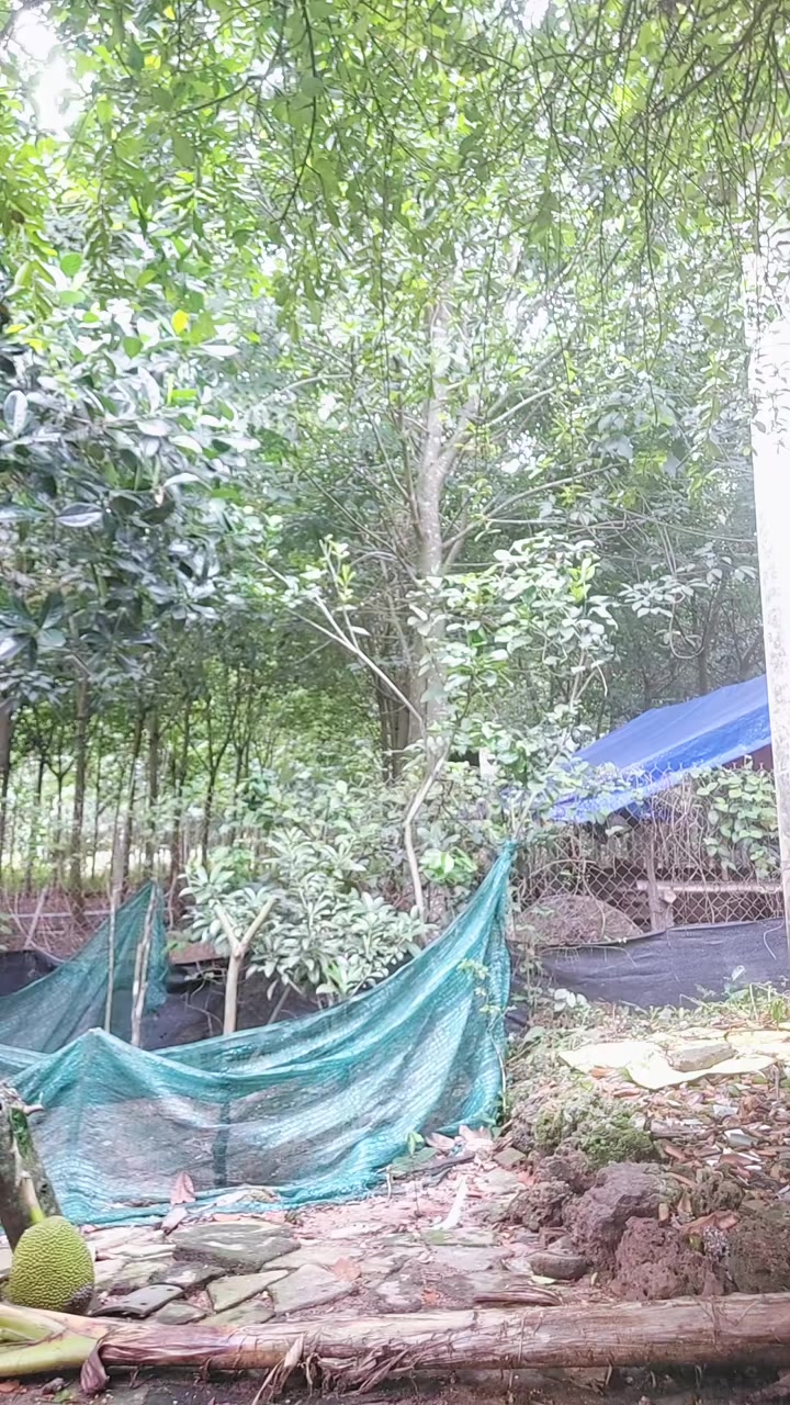 @bé bự bành bung