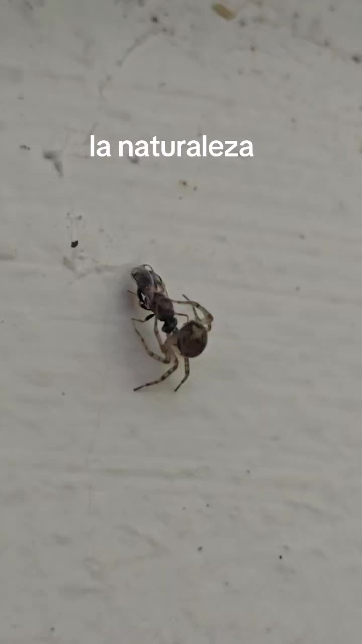 @memohuerta