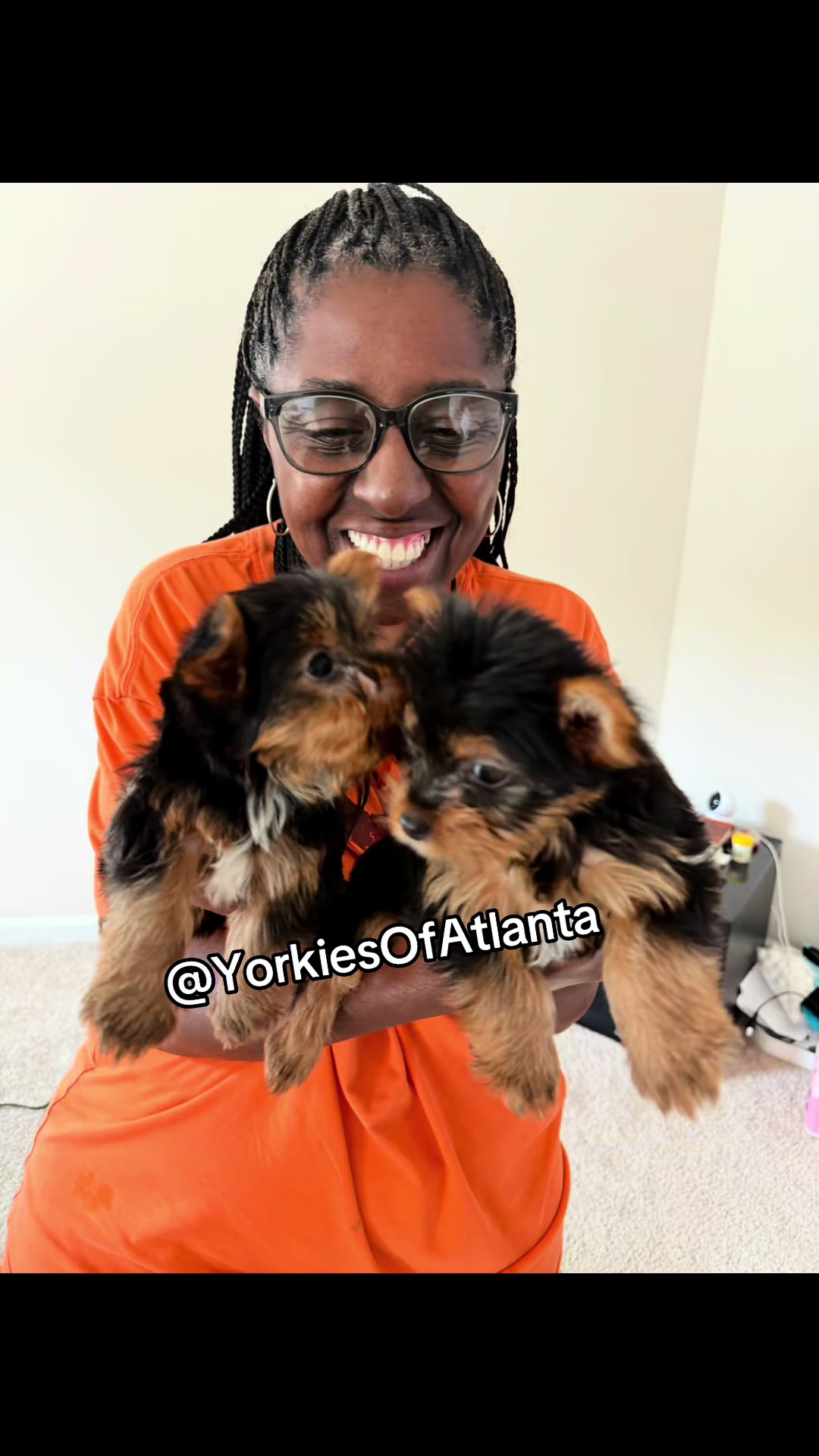 @Yorkies Of Atlanta