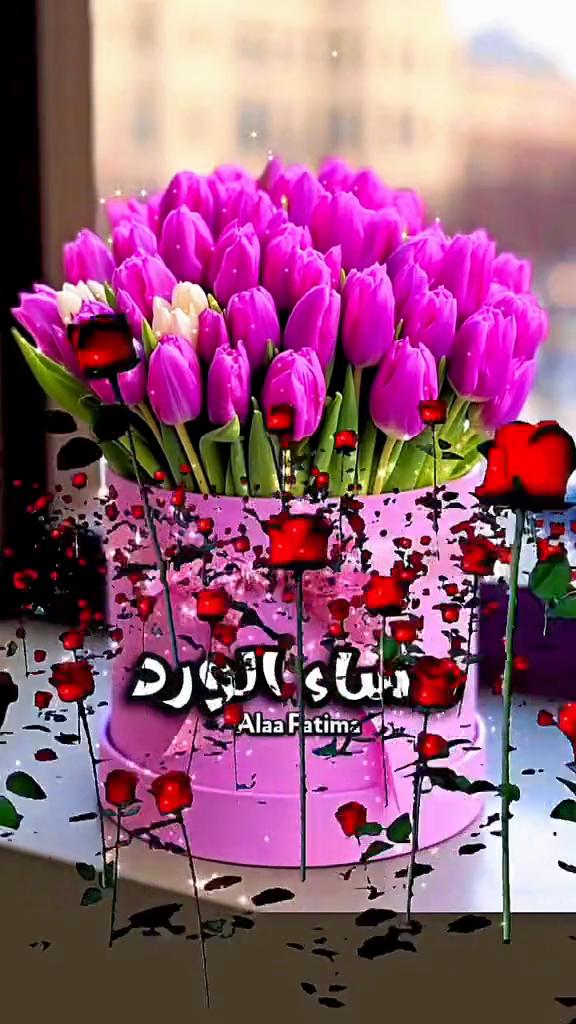 @Alaa Fatima
