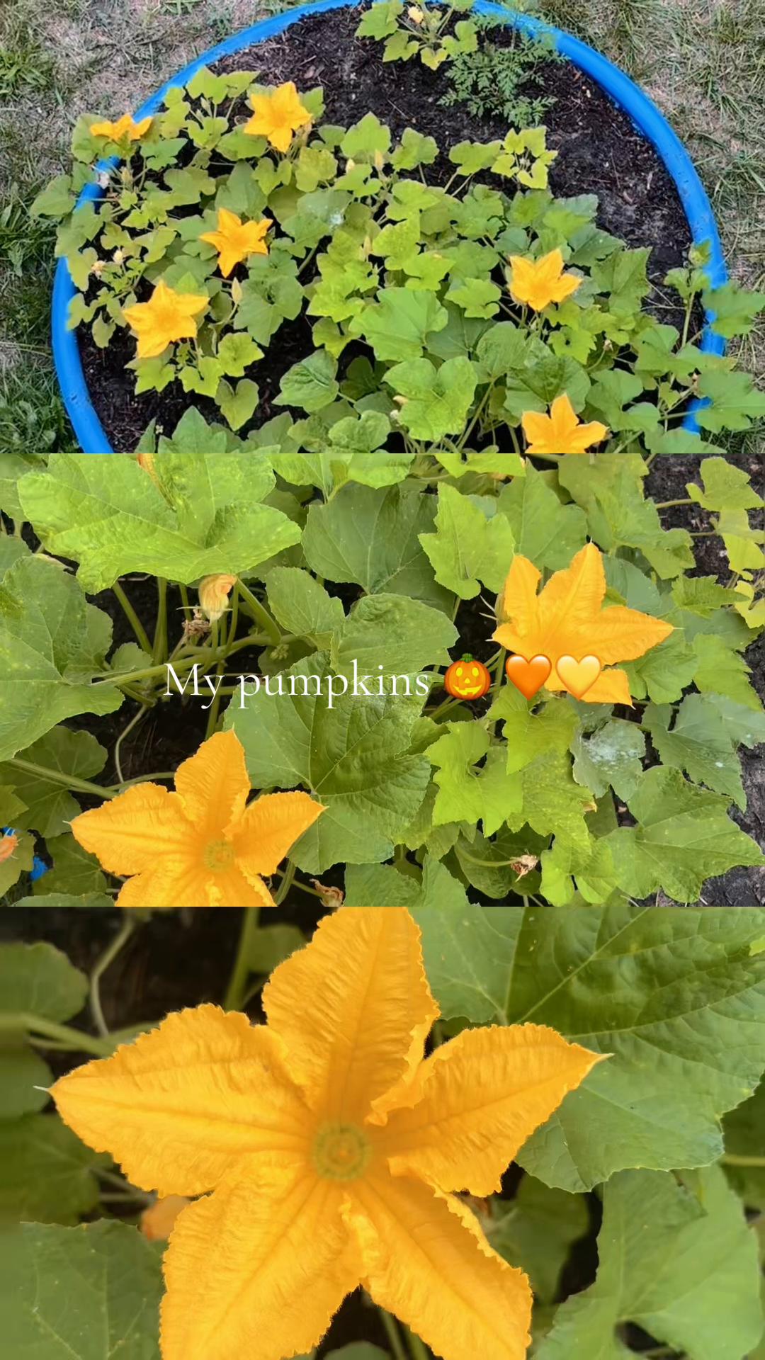 @๐PumpkinCup๐