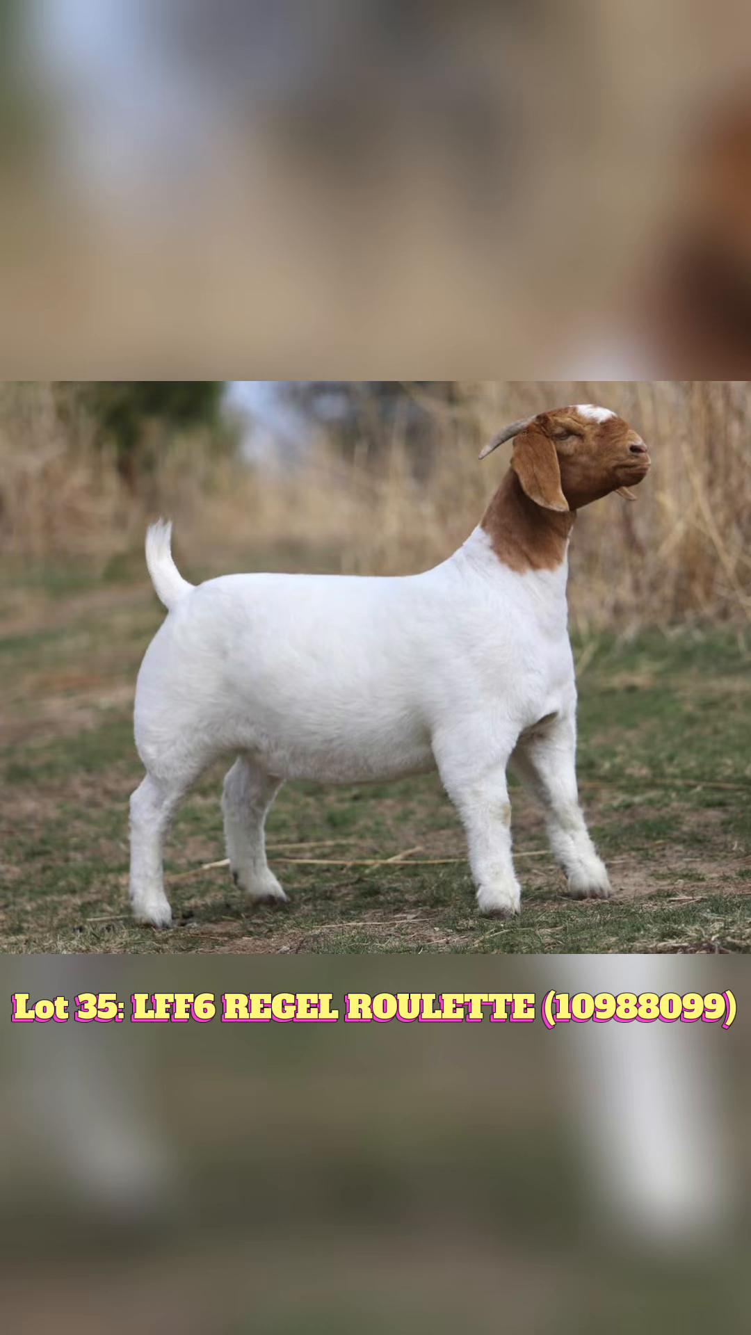 @regelboergoats