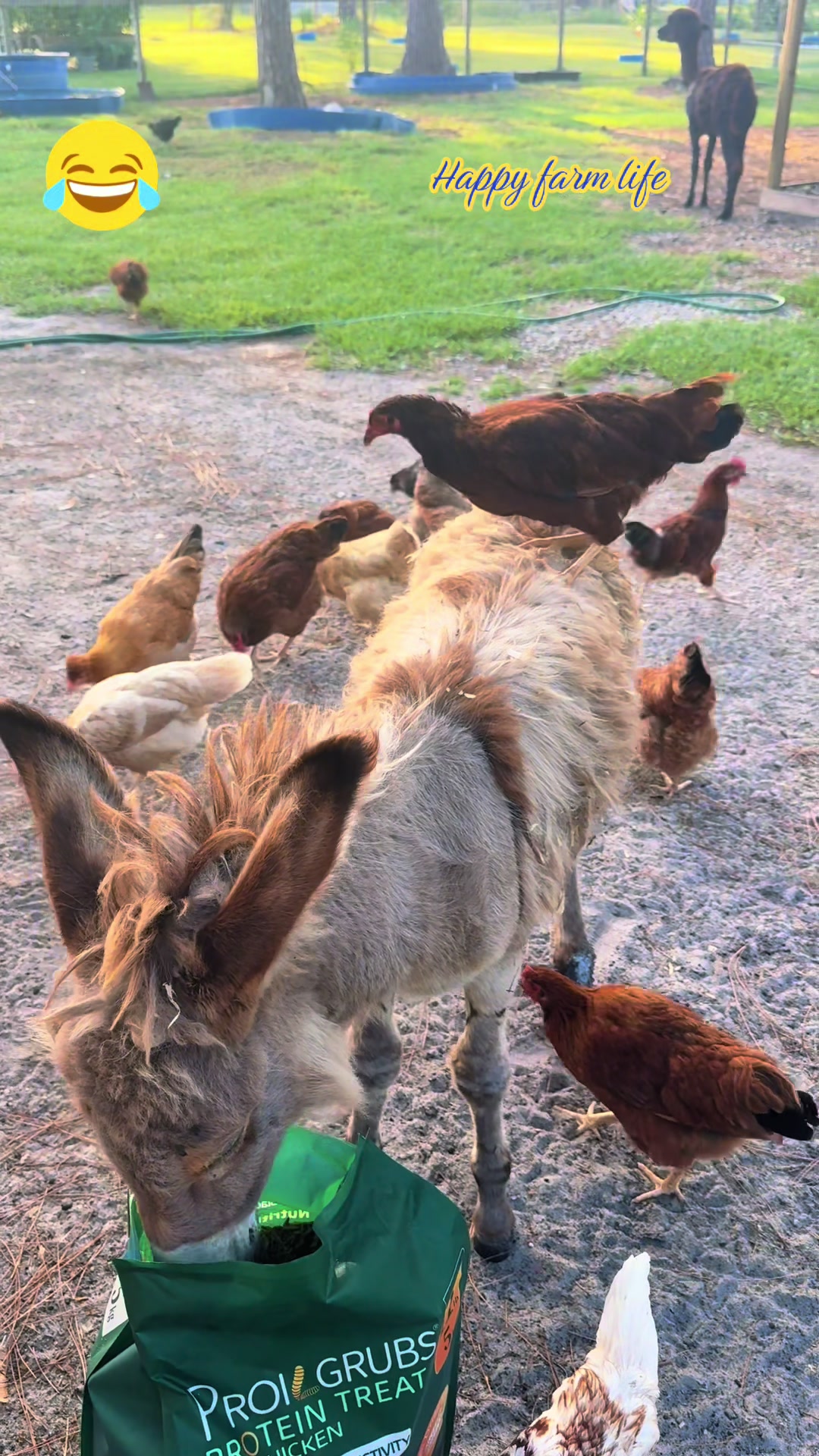 @Happy Farm Life