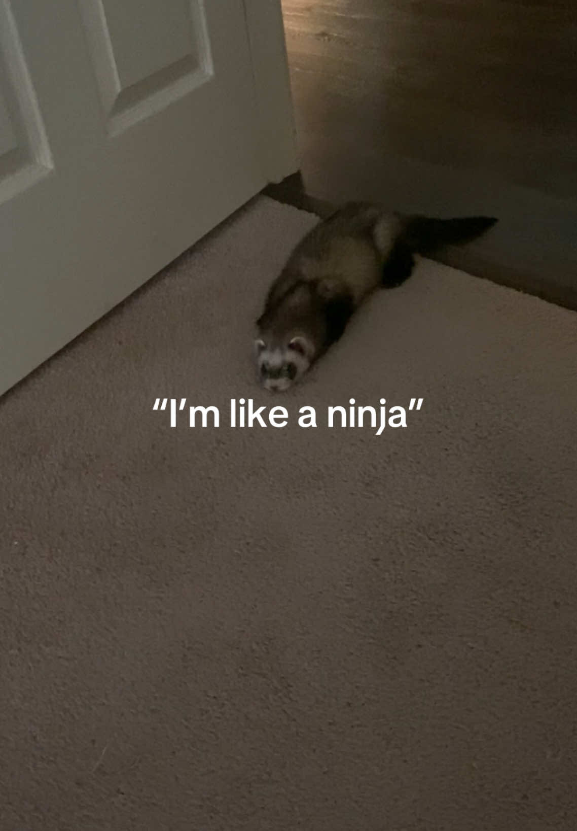 @Noodle_Ventures