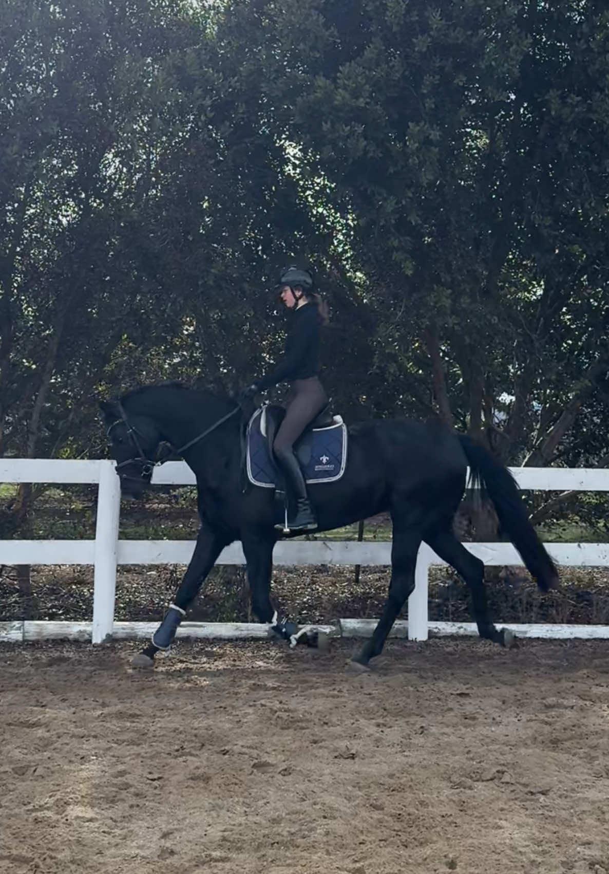 @Ash-Diaz show horses