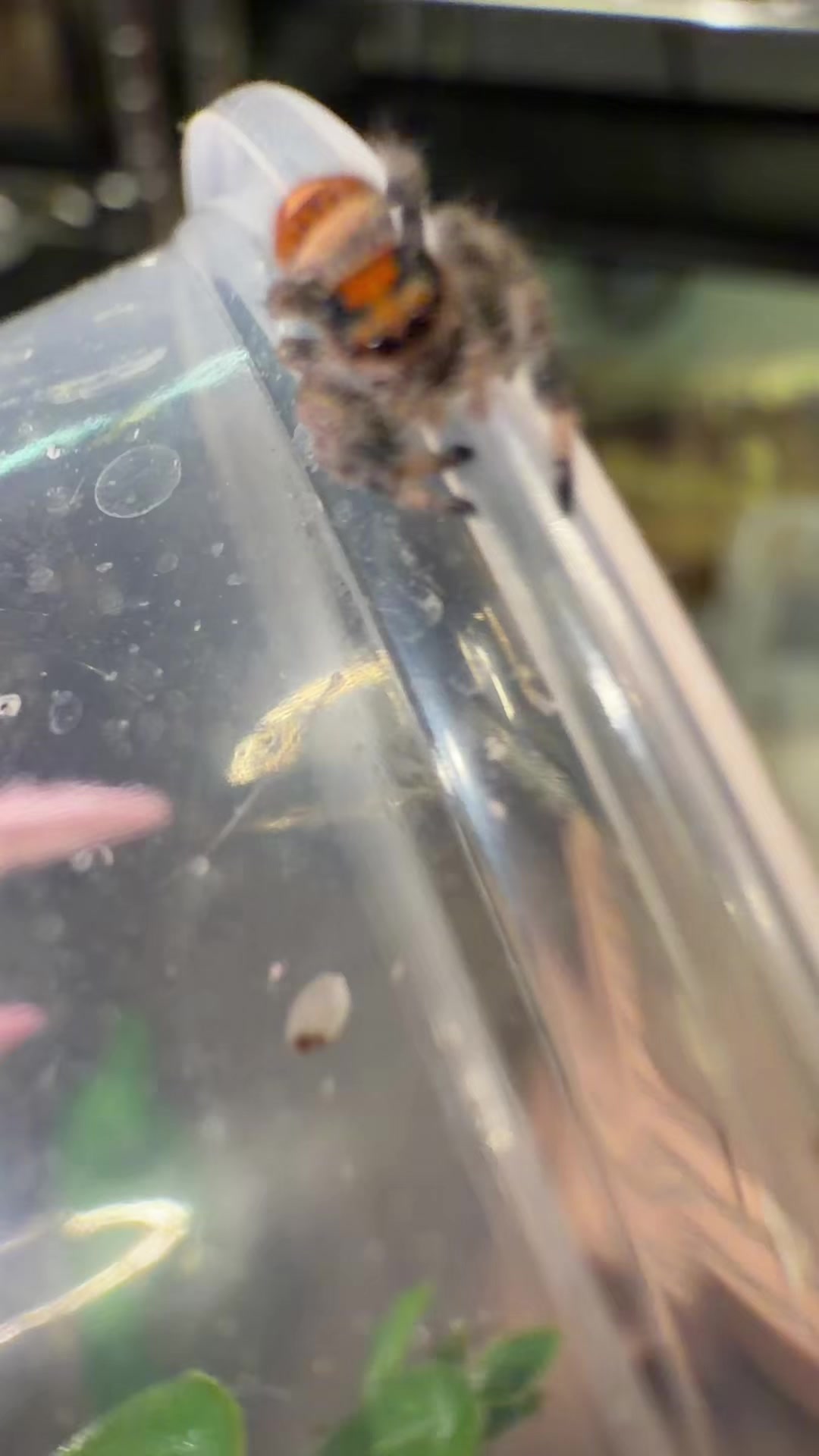 @That.WEIRD.bug.girl