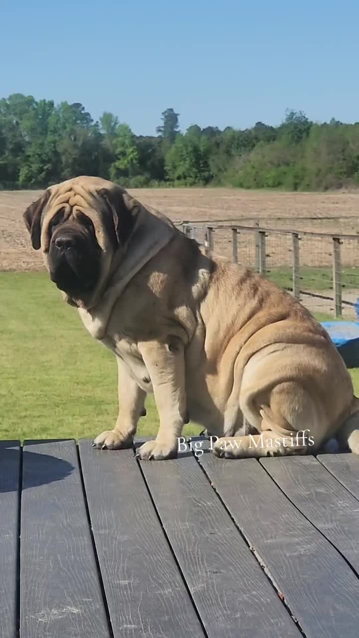 @Big Paw Mastiffs
