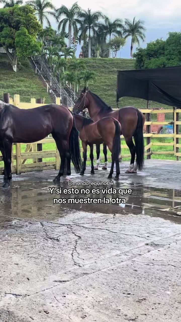 @mundo_equino04