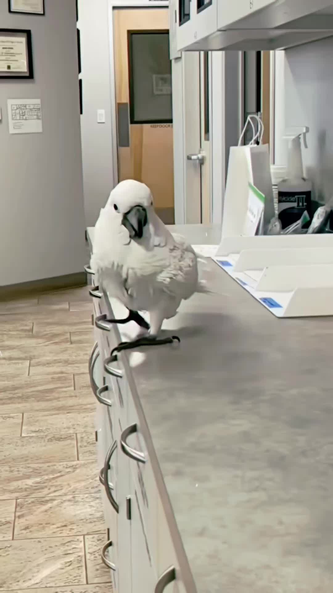 @Cute little pet 💕