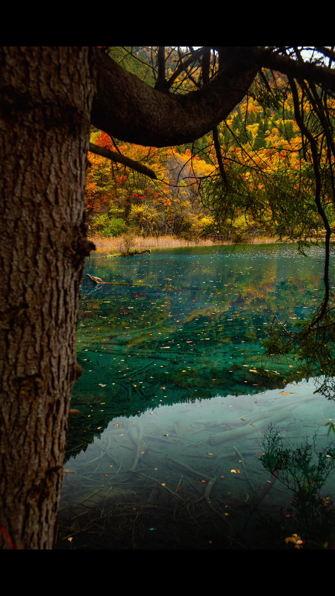 @Runzhou Huang