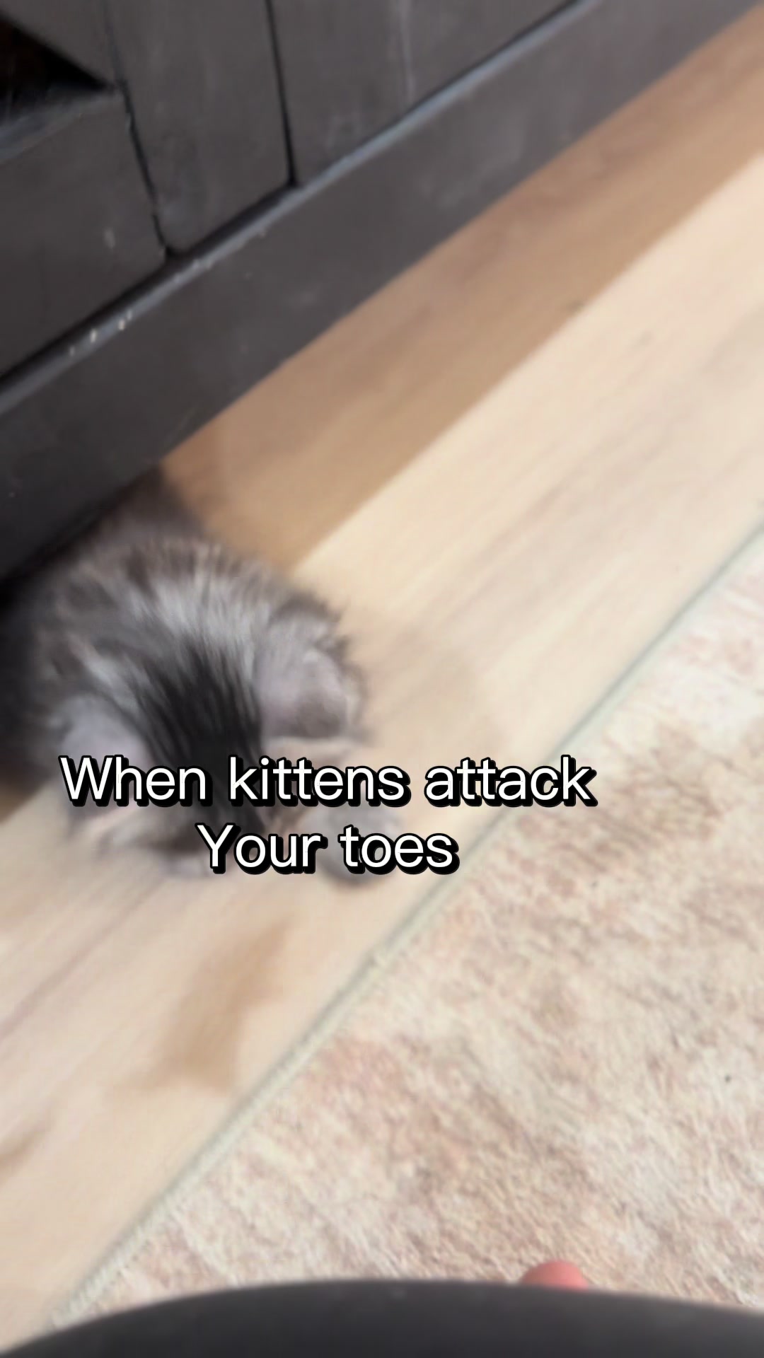 @AristoCoon Cattery