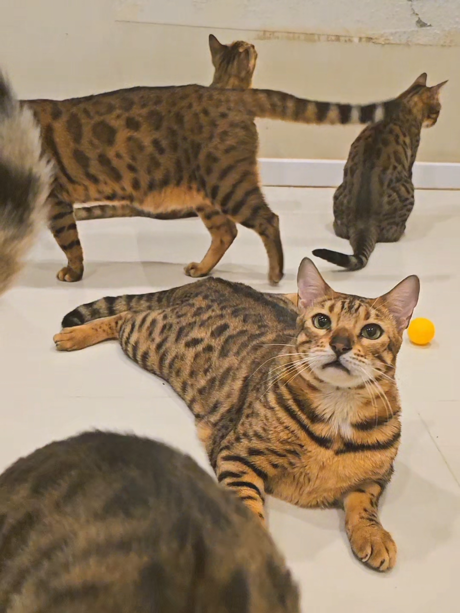 @layjudfamily🐾🐱