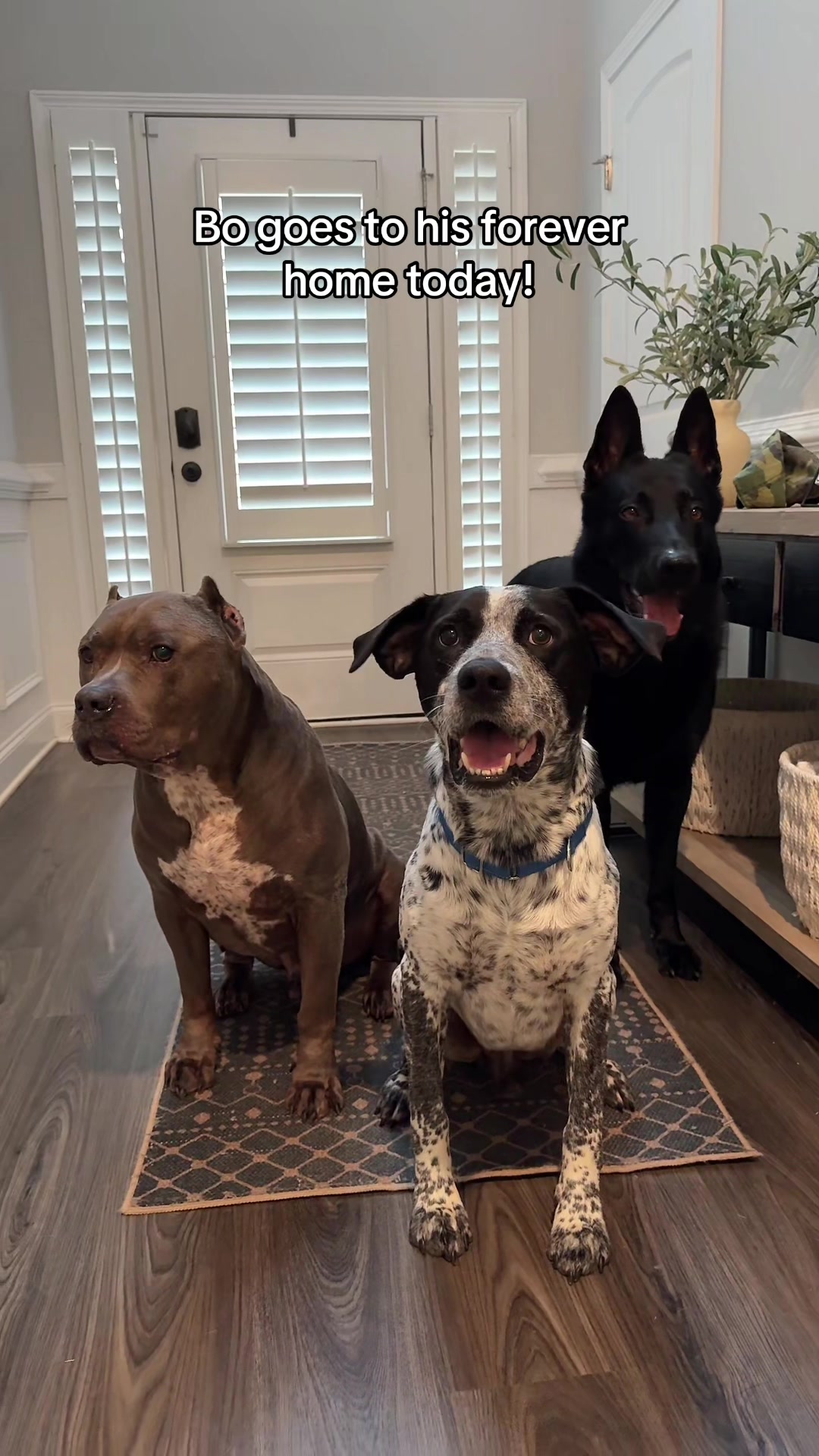 @My Dog&rsquo;s Dope