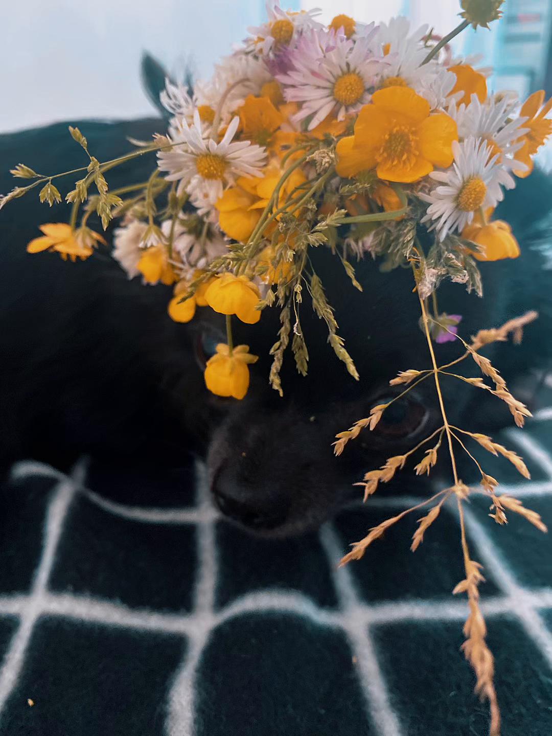 @Liza🐾