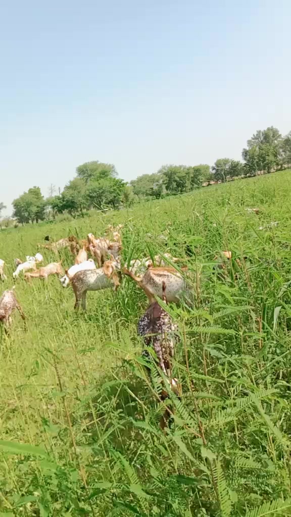 @Rashid Rashid1710