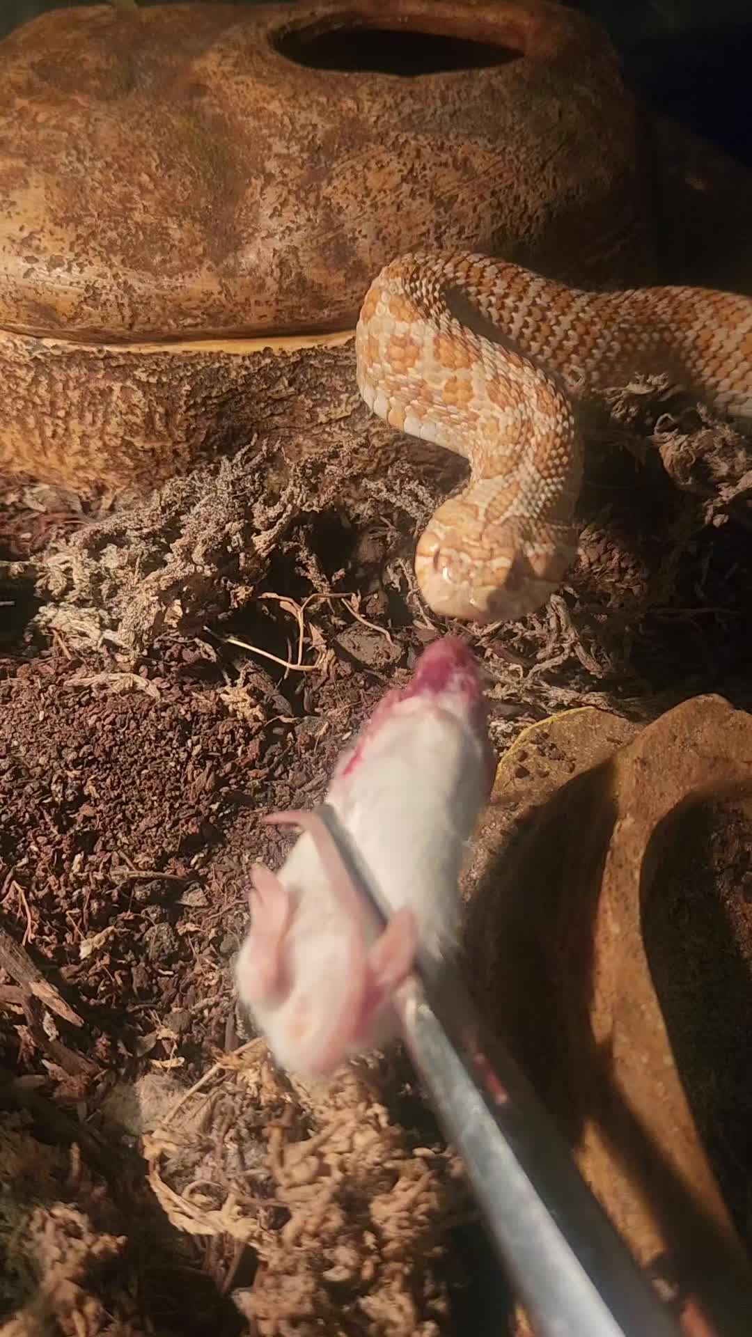 @Ballard’s Reptiles