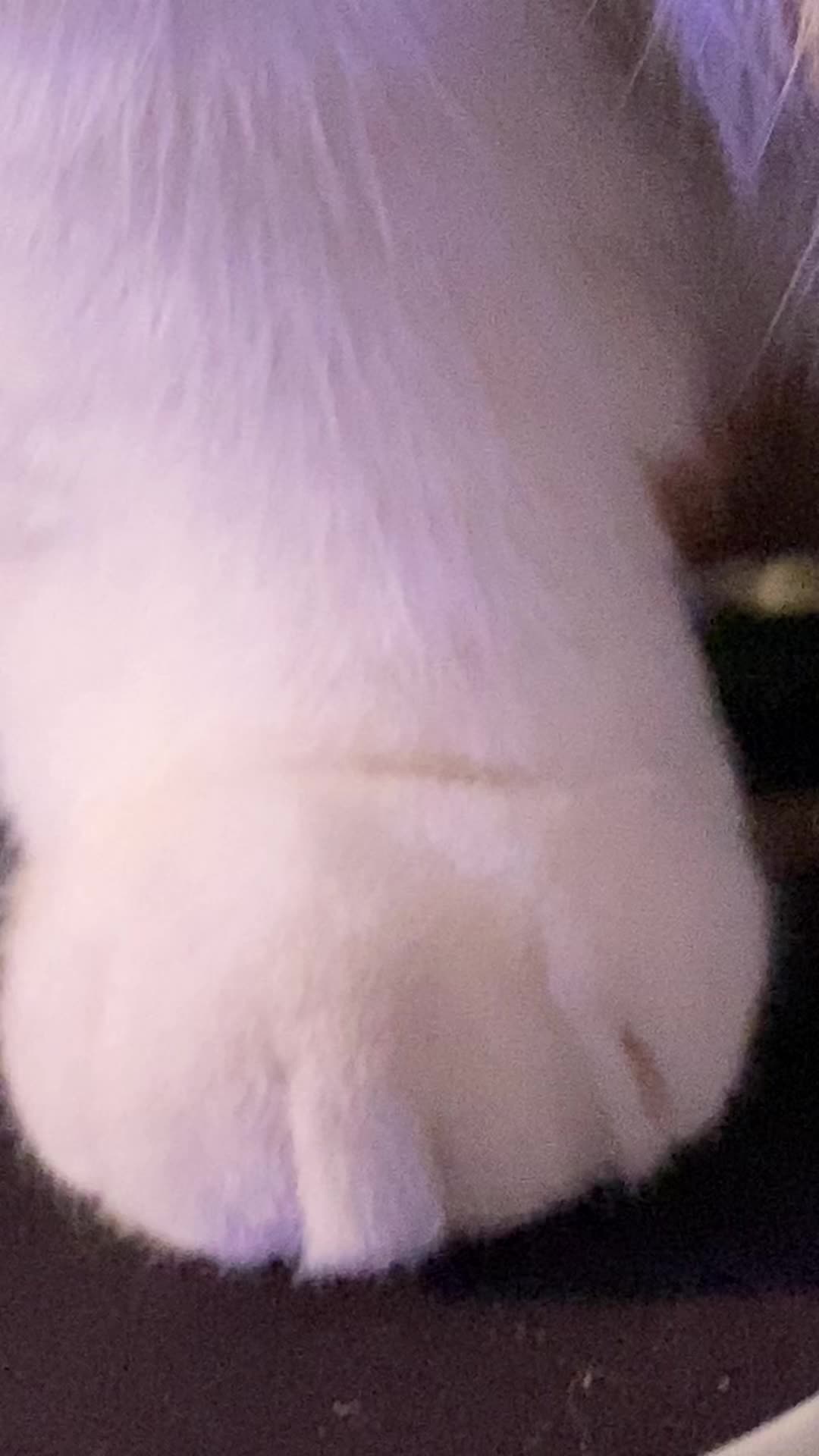 @PawsAndClaws