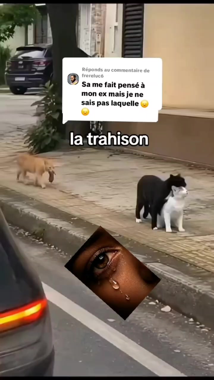 @lafleurdesonfleuriste🇨🇬🇬🇦