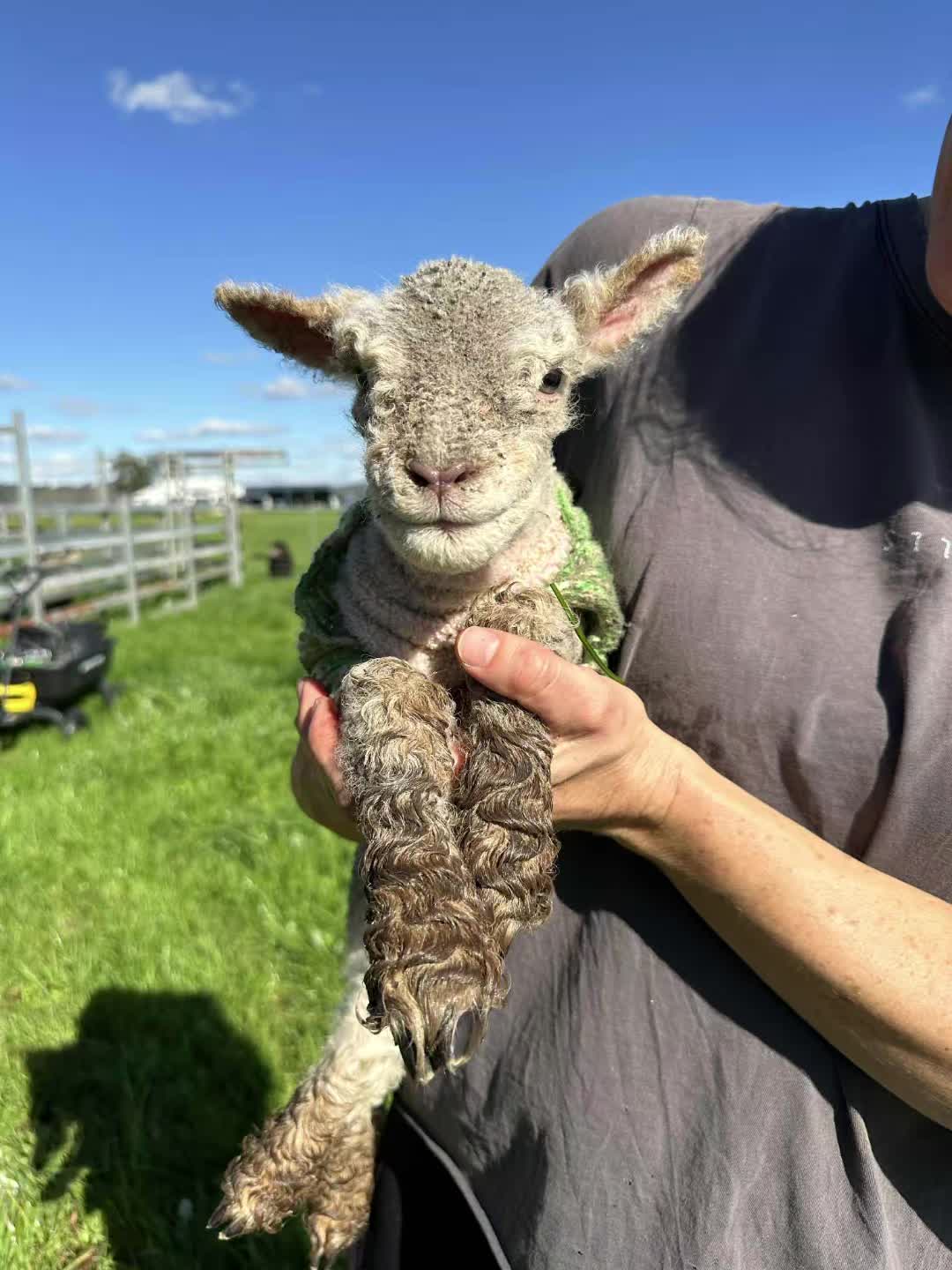 @Gardin Park Babydoll Sheep