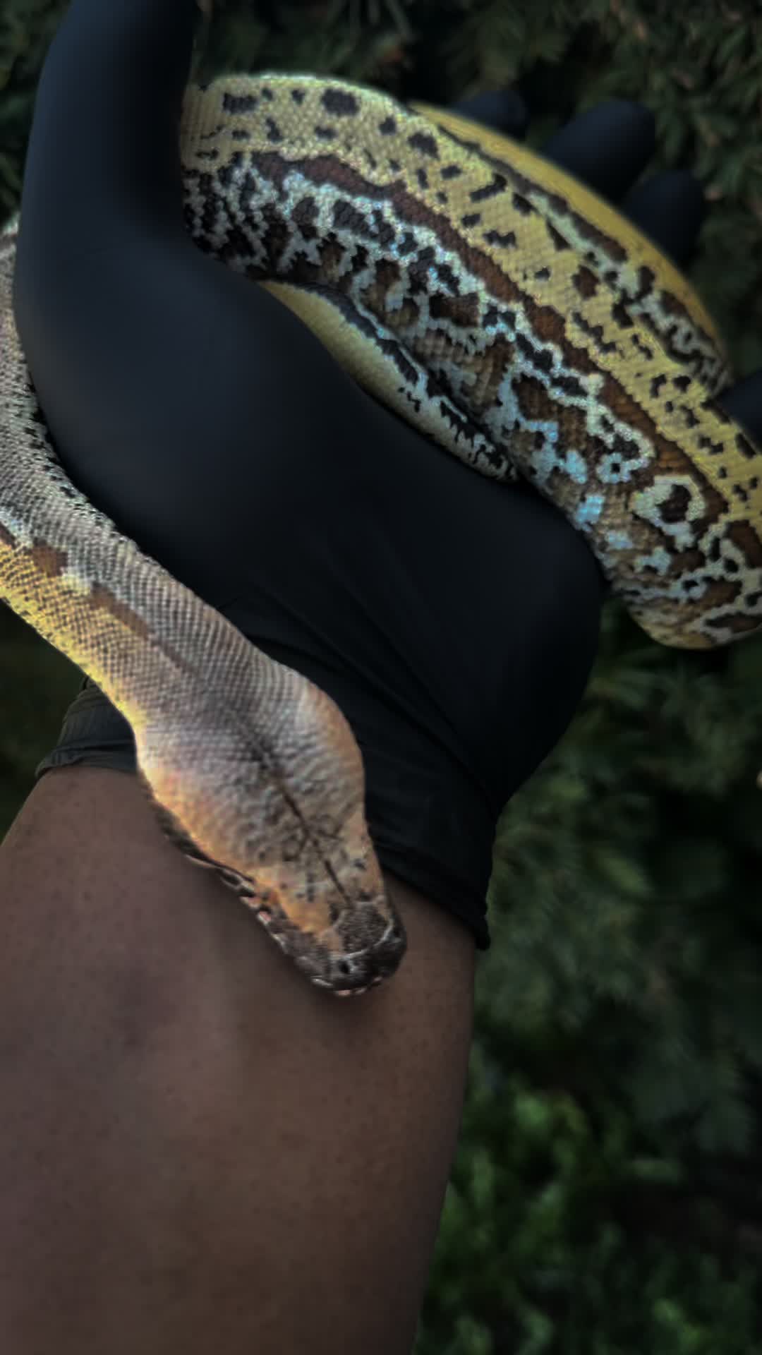 @SavageryReptiles