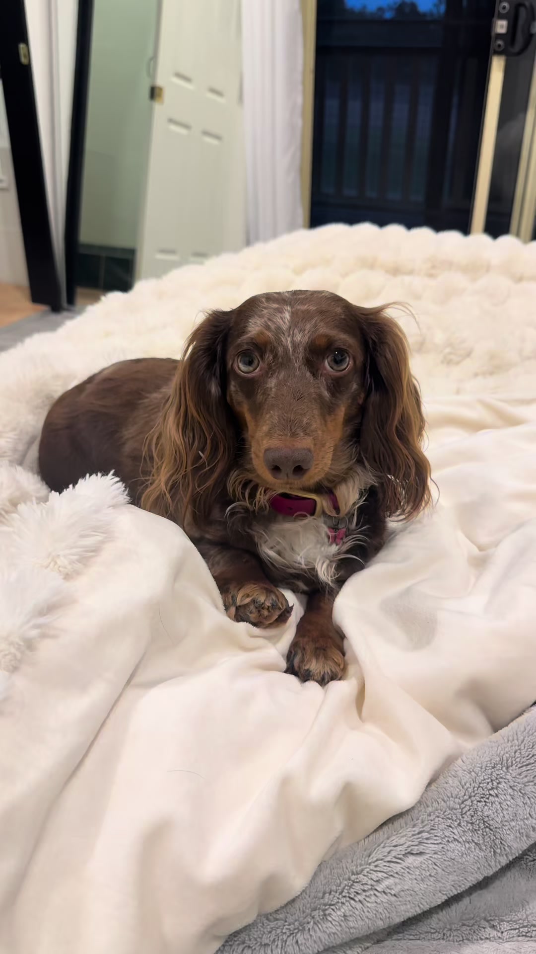 @Dachshund Dynasty