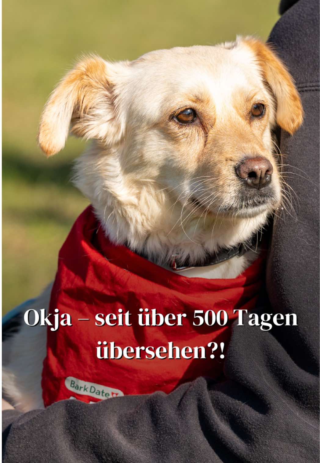 @SpecialDogs e.V.