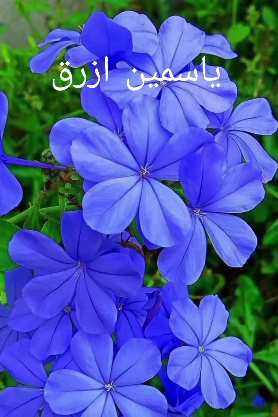 @مشتل الرحمن