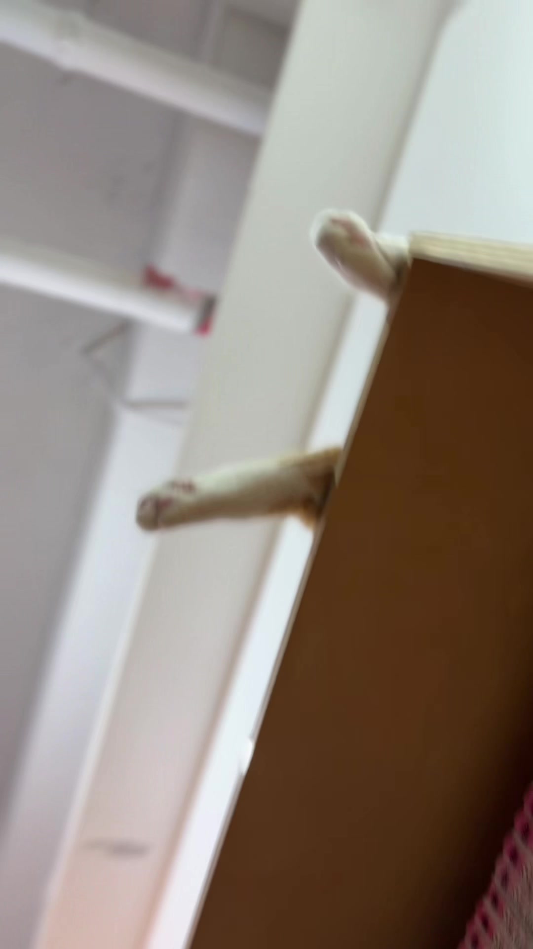 @모할고양