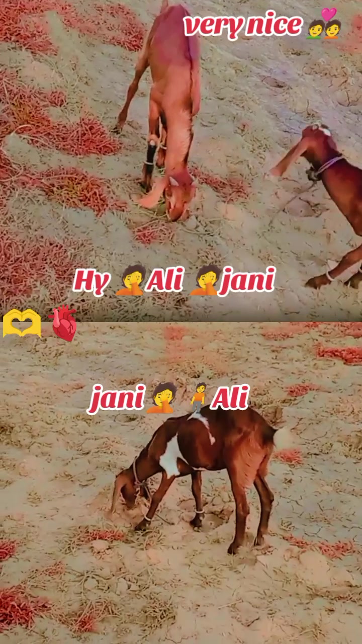 @🖤👍👑(زین)👑 (بادشاہ )👑👍🖤