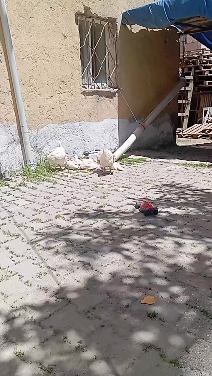 @Hatice Karakaya
