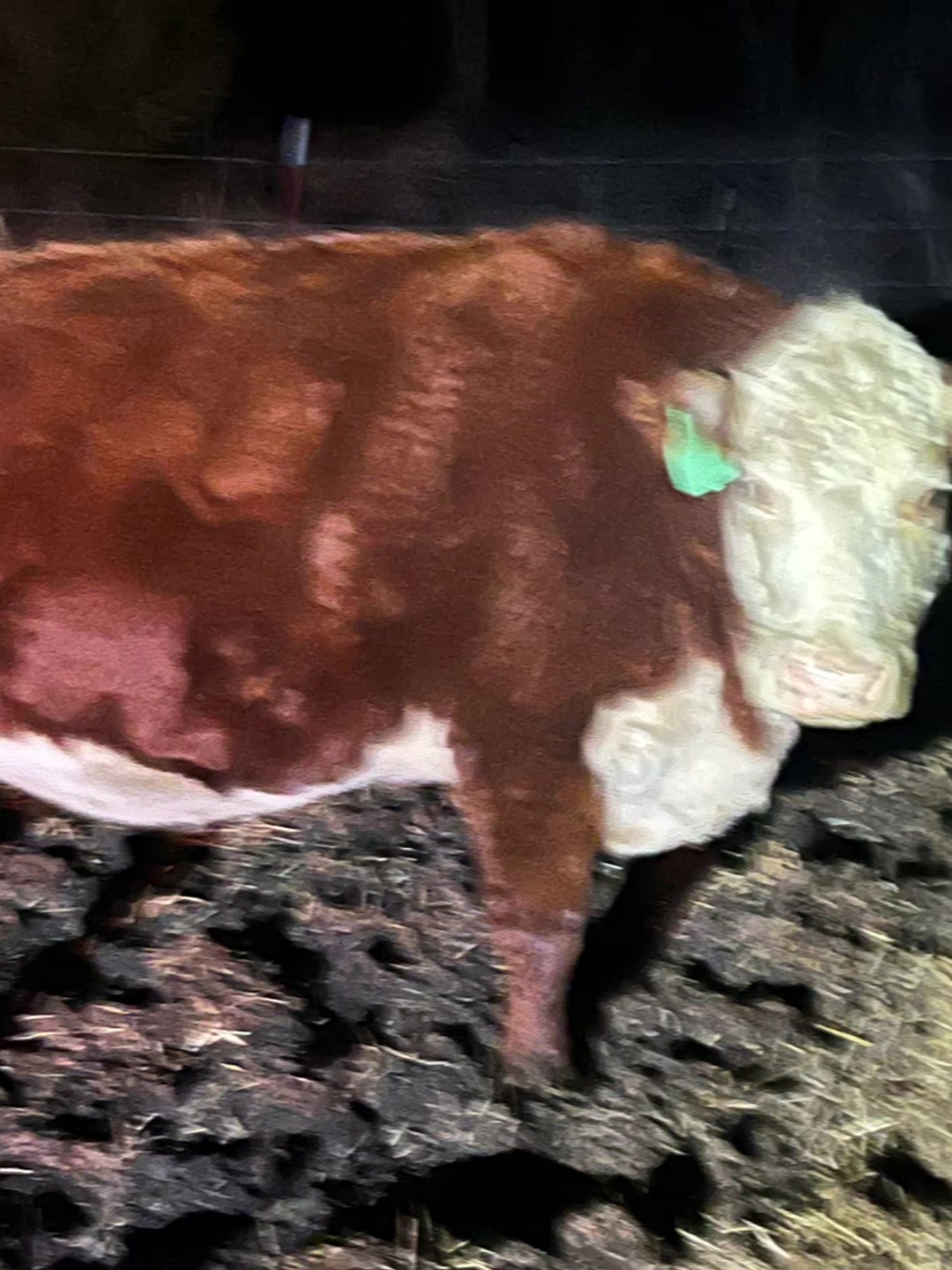 @4W Cattle